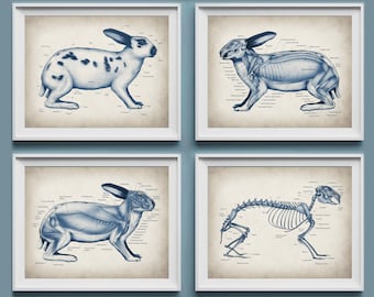 May include: Four framed prints featuring detailed illustrations of a rabbit. The prints depict the rabbit's anatomy, including its skeletal structure, muscles, and external features. The illustrations are in blue on a beige background, with labels.