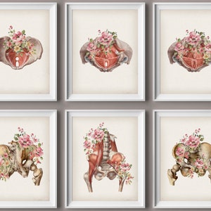 6 bloemen bekken anatomie kunst aquarel tekening medische decor bekkenbodemspieren poster orthopedische cadeau chiropractie kliniek muur decor