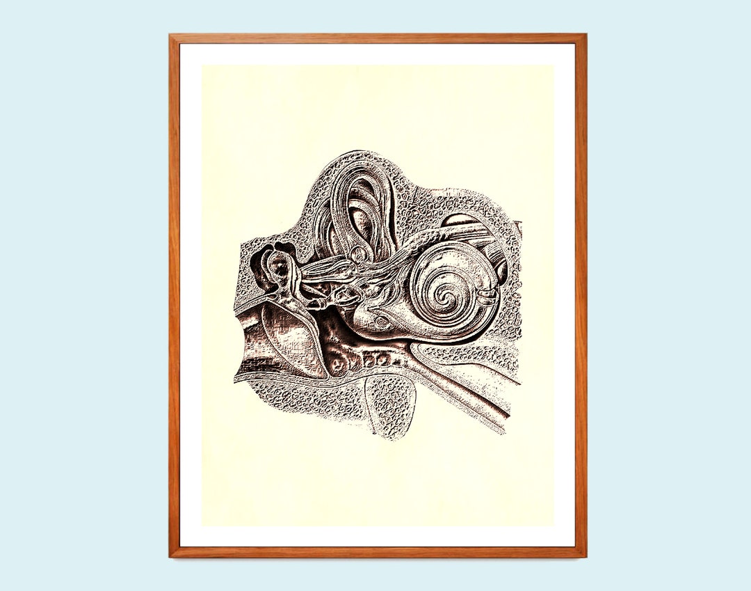 Cochlea of Inner Ear Art, Ear Anatomy Poster, Human Anatomy Art ...