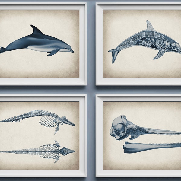 4 Vintage Delfin Anatomie Poster Meeressäuger Physiologie Kunst Ichthyologie Kunst Tier Anatomie Kunst Biologie Kunst Zoologie Kunst Wissenschaft Kunst