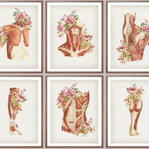 6 Vintage Muscular System Anatomy Art Medical Poster Muscle Structure Massage Clinic Decor Physical Therapist Gift Doctor Gift Surgeon Gift