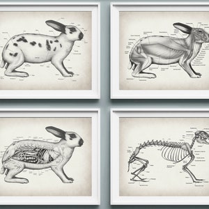 Ensemble de 4 affiches vintage d&#39;anatomie de lapin Art vétérinaire, anatomie animale, anatomie pour animaux de compagnie, art de la biologie, cadeau vétérinaire, décoration de clinique vétérinaire