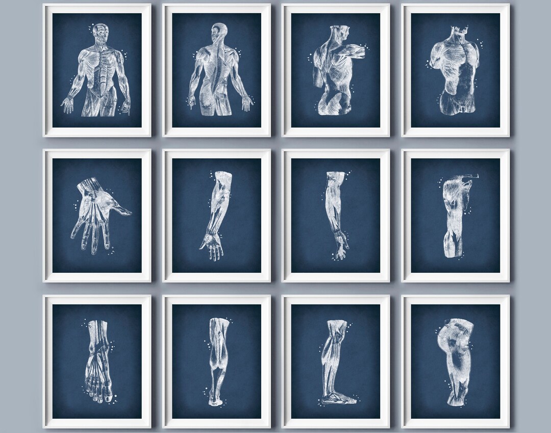 Muscular System Art Prints: Anatomy Wall Decor (11x14) (digital ...