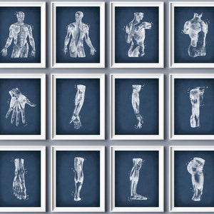 12 Massage therapy wall decor, Muscular system, Human anatomy art, Musculature drawing, Human physiology, Human biology, Science painting