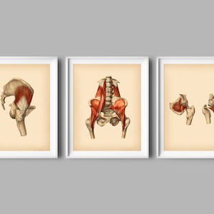 3 Vintage Pelvic Anatomy Art Muscles of Pelvis Art Hip Anatomy Poster Medical Artwork Orthopedic Clinic Wall Decor Physiotherapist Gift