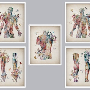 5 Watercolor Anatomy Art Muscles Print Vintage Medical Art Massage Clinic Decor Surgeon Office Gift Physiotherapy Office Decor Clinic Art