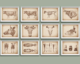 May include: Set of twelve framed vintage-style cow anatomy prints. Each print features detailed illustrations of cow anatomy, including skeletal structure, muscle diagrams, and various views of the cow. The prints are in sepia tones, set against a parchment-like background.