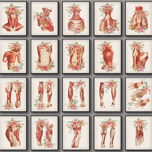 20 Musculoskeletal Anatomy Prints Medical Art Muscular System Print Science Art Massage Clinic Decor Physical Therapist Gift Surgeon Gift