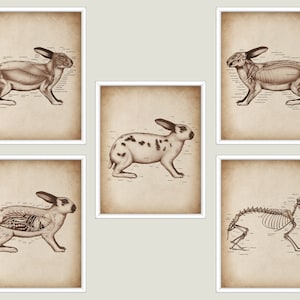 5 Rabbit Anatomy Prints Biology Art Small Mammals Art Veterinary Art Animal Anatomy Art Veterinarian Gift Veterinary Clinic Decor Pet Doctor