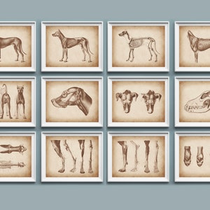Ensemble de 12 affiches d&#39;anatomie vétérinaire, anatomie du chien, anatomie d&#39;animal de compagnie, physiologie du chien, art de la biologie, affiche zoologique, déco de clinique vétérinaire, cadeau vétérinaire