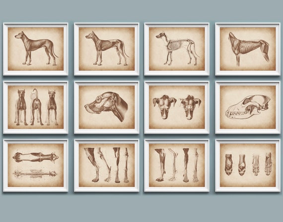 Veterinary Anatomy Poster Set of 12 Dog Anatomy Pet Anatomy - Etsy