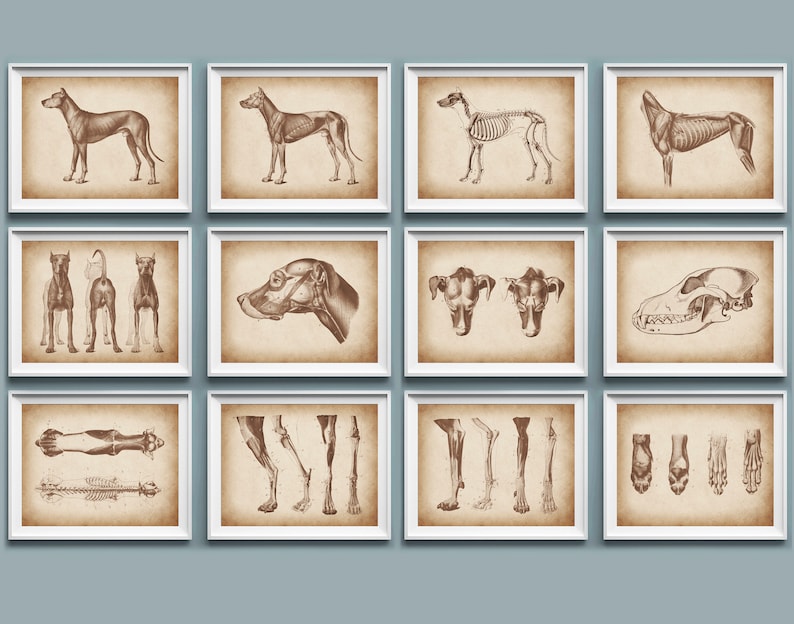 Veterinary Anatomy Poster Set of 12 Dog Anatomy Pet Anatomy - Etsy