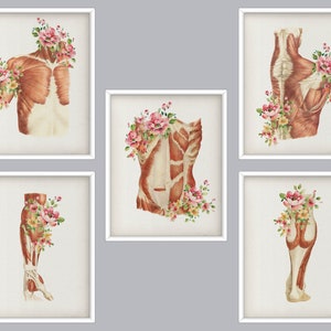 5 Floral Anatomy Art  Musculoskeletal System Print Muscle Diagram Poster Physical Therapist Gift Massage Clinic Wall Decor Surgery Artwork