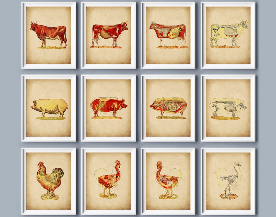12 Farm Animal Anatomy Art Cow Anatomy Pig Anatomy Hen Anatomy Posters ...