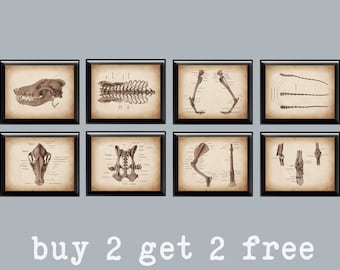 Dog Skeleton Anatomy Art Prints: Veterinary Clinic Decor (Set of 8)
