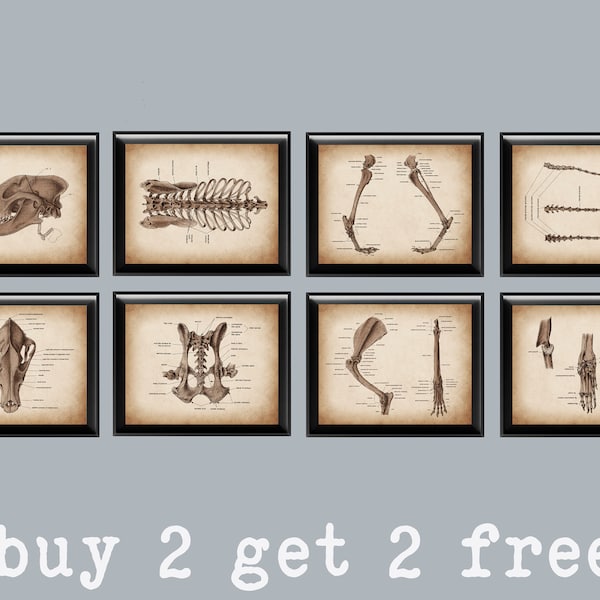 Set 8 Dog Skeleton Anatomy Art Veterinary Poster Animal Skeletal System Structure Canine Physiology Art Vet Clinic Decor Vintage Biology Art