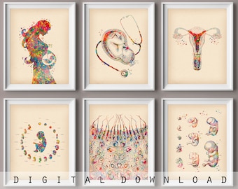 Op de afbeelding: Set van zes aquarel illustraties die verschillende stadia van de menselijke ontwikkeling voorstellen. De illustraties omvatten een zwangere vrouw, een foetus in de baarmoeder met een stethoscoop, een baarmoeder, een ontwikkelende embryo, een reeks foetale ontwikkelingsstadia en een baby.