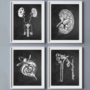 May include: Set of four black and white anatomical illustrations of the human kidney and urinary system. The illustrations are drawn in a vintage style and are printed on white paper with a black frame.