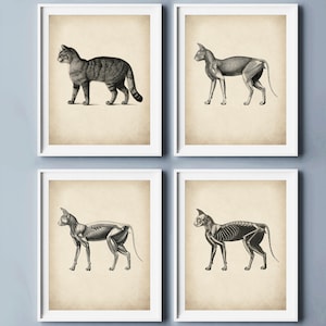 4 Vintage Cat Anatomy Art Veterinary Medicine Poster Veterinarian Gift Animal Physiology Poster Pet Anatomy Decor Vet Clinic Wall Decor