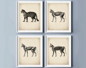 May include: Set of four black and white vintage anatomical illustrations of a cat. Each illustration shows a cat in a standing position, with one showing the cat's skeletal structure and the other showing the cat's muscular structure.