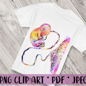 Watercolor Fetal Development Clipart Fetus PNG Umbilical Cord Clipart Placenta Clipart Pregnancy Clipart Medical Clipart Midwife Gift Idea