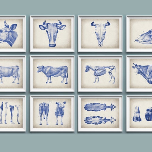 12 Farm Animal Anatomy Art Cow Anatomy Bovine Physiology - Etsy 12 Farm Animal Anatomy Art Cow Anatomy Bovine Physiology - Etsy
