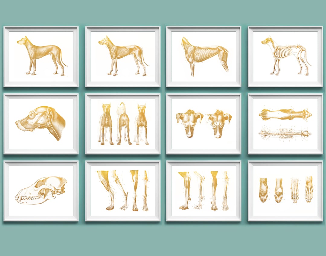12 Dog Veterinary Anatomy Posters, Dog Physioogy, Animal Anatomy
