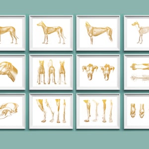 12 affiches d&#39;anatomie vétérinaire pour chien, physiologie du chien, anatomie animale, art de la biologie, oeuvre d&#39;art zoologique, décoration murale de clinique vétérinaire, cadeau vétérinaire