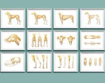 Dog Anatomy Poster Set: Veterinary Clinic Wall Art (12 Prints)