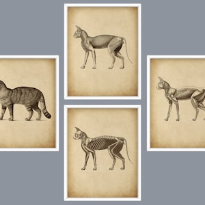 4 Cat Anatomy Art, Veterinary Art, Veterinarian Gift, Cat Muscular System, Cat Steleton Poster, Animal Anatomy Wall Decor, Vet Clinic Decor