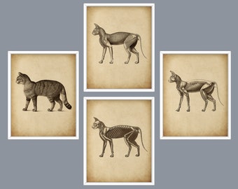 May include: Four framed vintage-style cat anatomy prints. One print shows a tabby cat, while the others depict skeletal and muscular structures of cats. The prints are in white frames with a sepia-toned background.