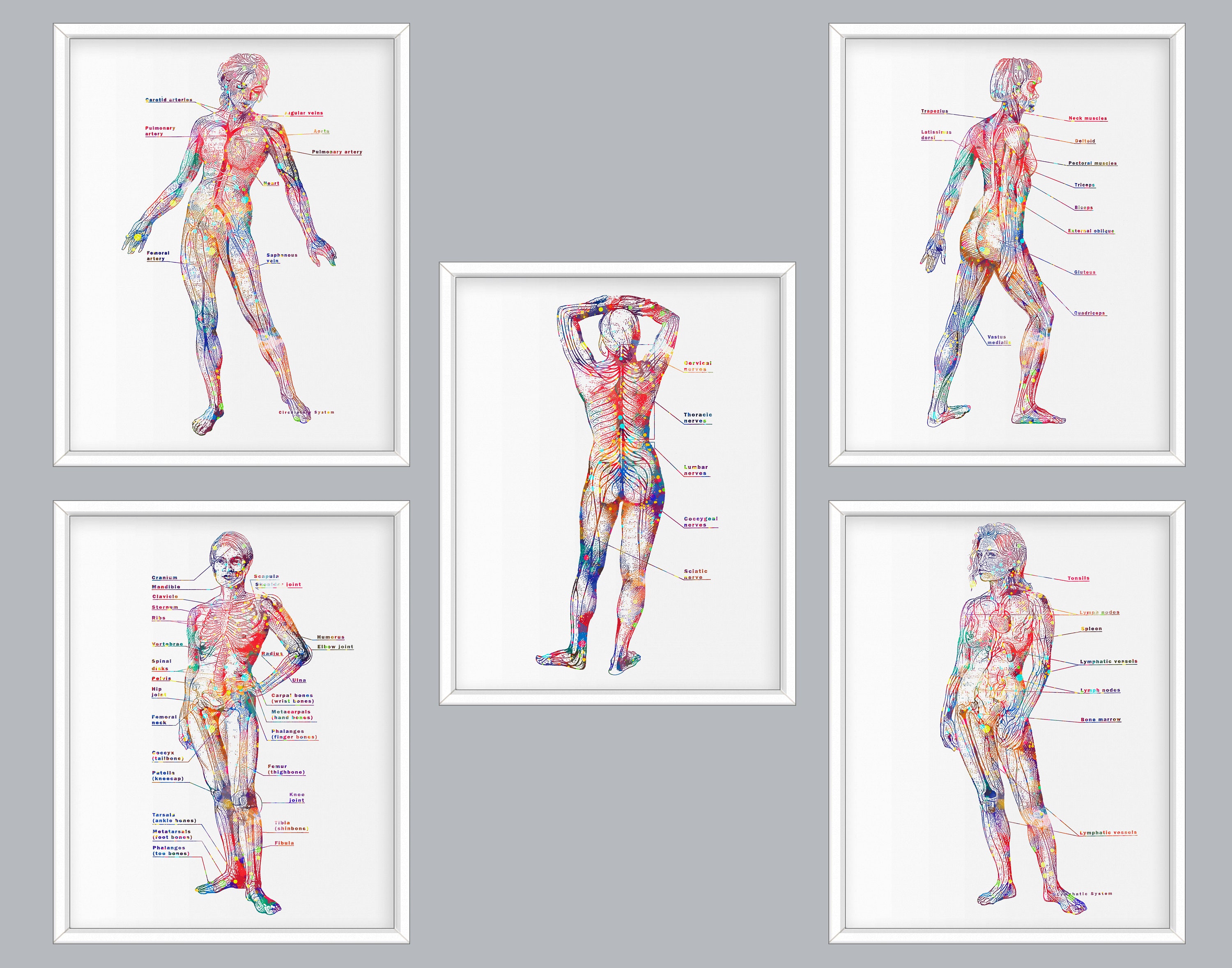 12. Female Anatomy: Art Meets Science - ztfenko