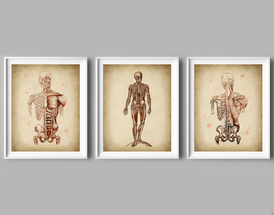 3 Vintage Anatomy Art Prints: Musculoskeletal System, Doctor Office ...