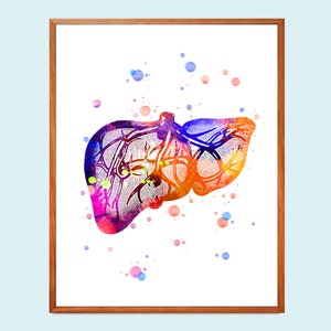 Human liver anatomy art, Watercolor artwork, Internal organs anatomy, Anatomical liver, Medical art, Doctor gift, Clinic decoration