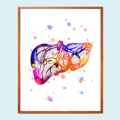 Pancreas Watercolor Print Human Anatomy Internal Organs - Etsy