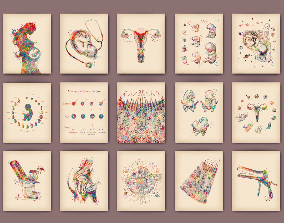 Vintage Obgyn Art Prints: Female Anatomy & Fetal Development (digital ...