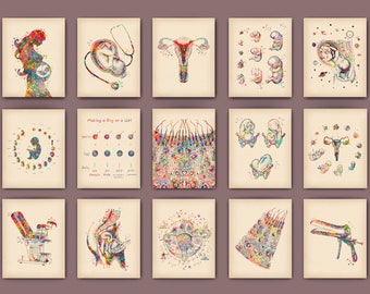 Vintage Obgyn Art Prints: Female Anatomy & Fetal Development (Digital Download)