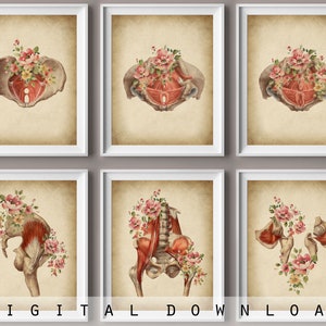 6 Arte de anatomía de la pelvis, dibujo vintage, arte médico, póster de músculos del suelo pélvico, regalo de ortopedista, decoración de clínica quiropráctica, regalo de quiropráctico