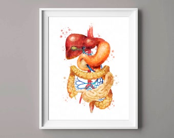 Watercolor Anatomy Art Digestive System Poster Medical Art Gastroenterologist Gift Dietitian Gift Nutritionist Gift Proctologist Gift