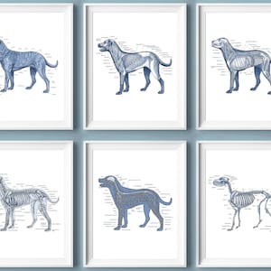 Set de 6 pósteres de anatomía canina, arte veterinario, anatomía animal, biología, regalo para consultorio veterinario, clínica veterinaria.