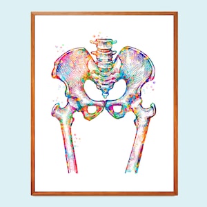Op de afbeelding: Een kleurrijke aquarel-illustratie van een menselijk bekken en dijbeenderen. De botten zijn afgebeeld in een levendige regenboog van kleuren, met verfspatten rond de afbeelding.