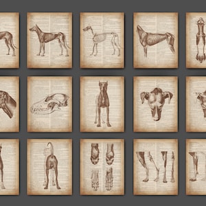 15 Vintage Dog Anatomy Art Canine Veterinary Posters Dog Muscular System Skeletal System Zoo Art Biology Art Veterinarian Gift Vet Clinic