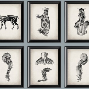 6 affiches vintage d&#39;anatomie et de physiologie de chat, art vétérinaire, schéma du système musculaire, cadeau vétérinaire, décor de clinique vétérinaire, cadeau biologiste