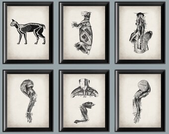 Vintage Cat Anatomy Poster Set: Veterinary Art Prints (Digital Download)