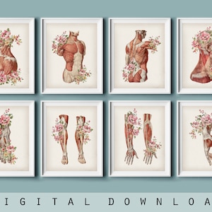Conjunto de 8 ilustrações vintage de anatomia humana, decoração médica, músculos do corpo, poster, desenho em aquarela, presente para médico, clínica, arte digital