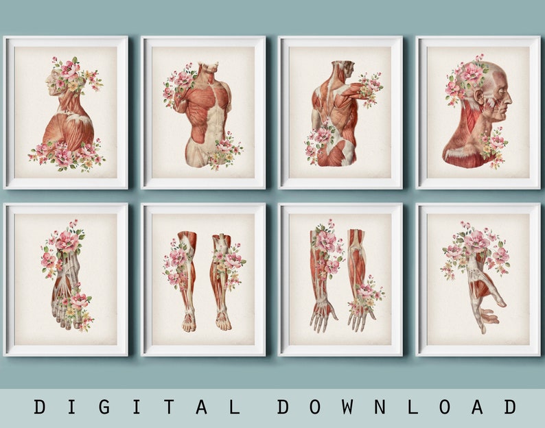 Set 8 Vintage Illustrations of Human Anatomy Medical Decor Muscles of Body Poster Watercolor Drawing Gift for Doctor Clinic Art Digital image 1