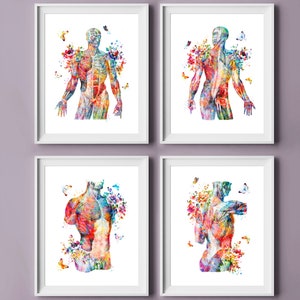 4 Watercolor Anatomy Art | Human Body Art | Muscular System | Torso Muscles | Back Muscles | Front Muscles | Medical Art | Massage Poster