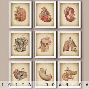 アンティーク解剖図 大判アート作品 人体解剖図・5L|アンティーク雑貨【Sibora】