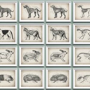 16 affiches d&#39;anatomie pour animaux de compagnie Art de la biologie vétérinaire des animaux Art de la zoologie Physiologie des mammifères Médecine des animaux de compagnie Cadeau vétérinaire Clinique vétérinaire