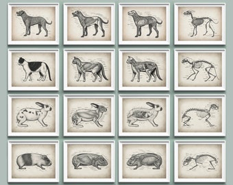 May include: A set of 12 vintage anatomical illustrations of animals, including a dog, cat, rabbit, and guinea pig. Each illustration shows the animal's skeletal structure, muscular system, and internal organs.